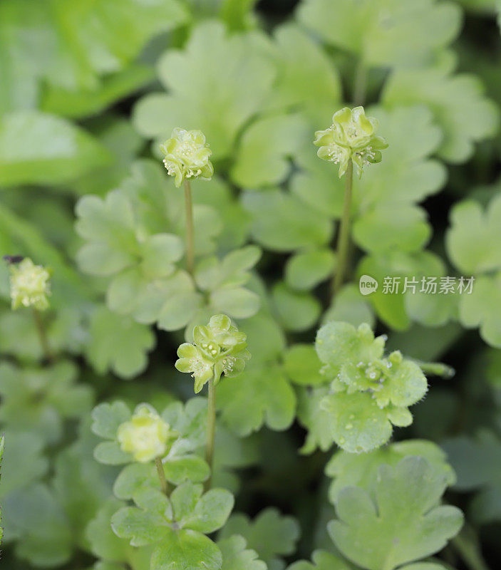 莫沙泰尔(Adoxa moschatellina)